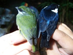 White-ruffed Manakin